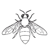 www.HoneyExpress.ca